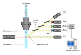 Schematic diagram of a flow cytometer, from sheath focusing to data acquisition. Cytometer.svg