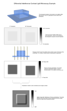 The process of image production in a DIC microscope DIC Example.png