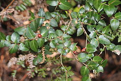 Damnacanthus indicus.JPG