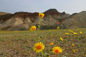 Wildflowers in Death Valley National Park