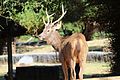 Pferdehirsch (Cervus unicolor)