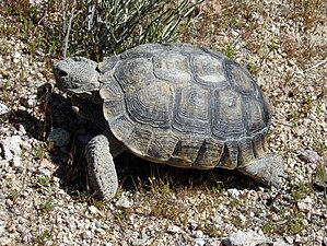 Desert tortoise (Gopherus agassizii) San Bernardino County, California, US.