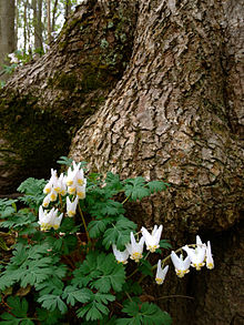 Dicentra cucullaria - Бриджи Dutchmans 2.jpg