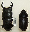 Giant stag beetle Dorcus curvidens hopei sjh.jpg