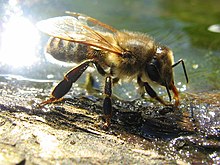 A honeybee drawing in water through its proboscis