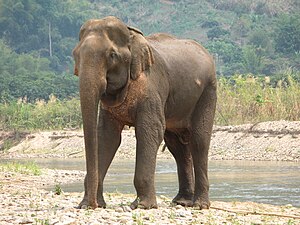 Elefant am Fluss im ENP