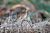 Emberiza fucata.jpg