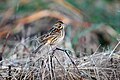 Chestnut-eared bunting