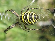 Argiope ragno o Ragno Vespa