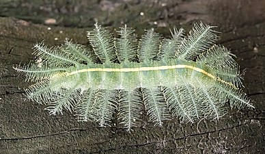 Euthalia aconthea caterpillar