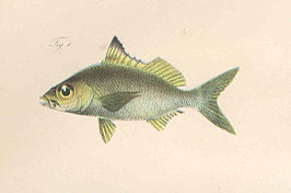 Eucinostomus melanopterus