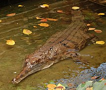 Krokodýl štítnatý (M. cataphractus)