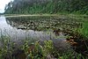 Лягушачье озеро и сосны.jpg