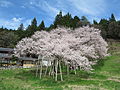 駅側から見た臥龍桜