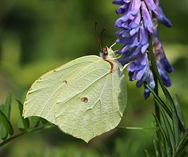 Gonepteryx aspasia