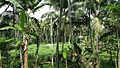 Greenery Scene of Coconut Plantations in Karavilai