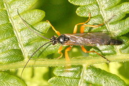 Hadrodactylus fugax