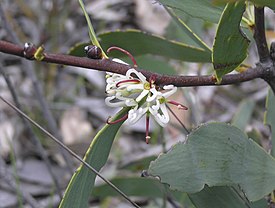 Цветущая Hakea cyclocarpa в окрестностях Перта (Австралия).