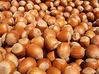 English: Lots of hazelnuts Français : Noisette...