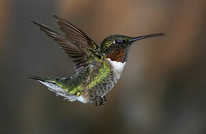 English: Ruby-throated hummingbird in flight