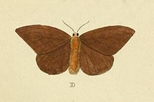 Hylesia metabus