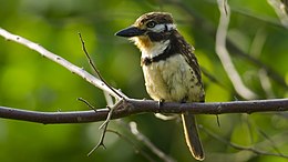 Rozsdástorkú bukkó (Hypnelus ruficollis)