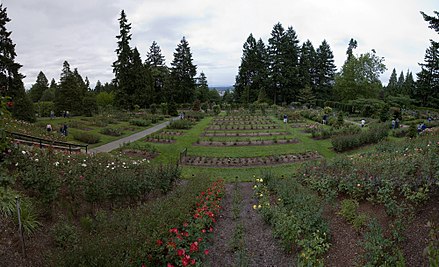 A panoramic view of the International Rose Test Garden