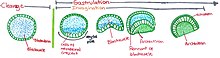 Invagination process in Amphioxus Invagination.jpg