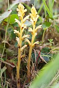 Ivy Broomrape (Orobanche hederae), フランス