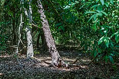 Kaya Kinondo Sacred Forest, Kenya, one of the 10 forest locations of the Kaya forests. Kaya Kinondo, Sacred Forest, Kenya - 51988955351.jpg