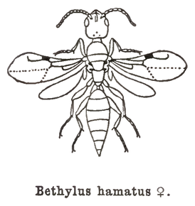 Bethylus