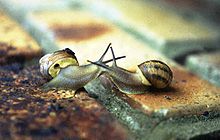 Two Helicid snails make contact prior to mating. Kissingsnails.jpg