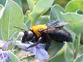 Japanese carpenter bee