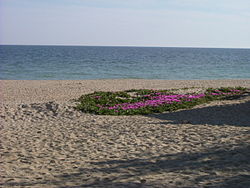 Flowers on the sand of La Antilla beach