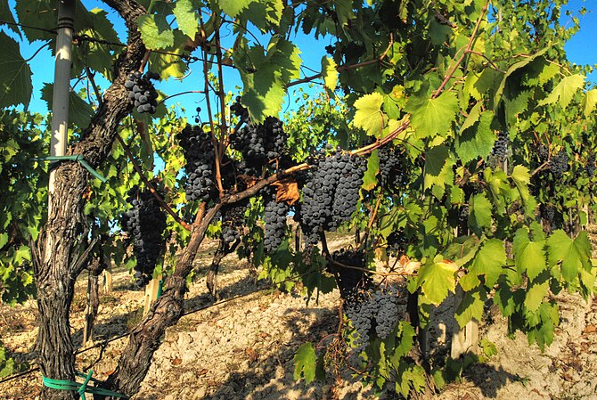 Sangiovese grapes on the vine