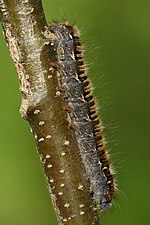 Lasiocampa quercus 4th instar caterpillar Keila (side view).jpg