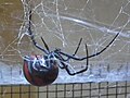 Miniatura para Latrodectus corallinus