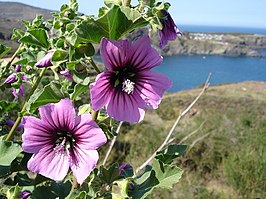 Malva arborea