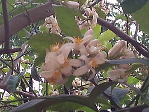 English: flowers of the lemon tree in our garden