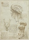 Leonardo da Vinci, Manuskriptblatt mit anatomischen Zeichnungen und Notizen, 1506/08