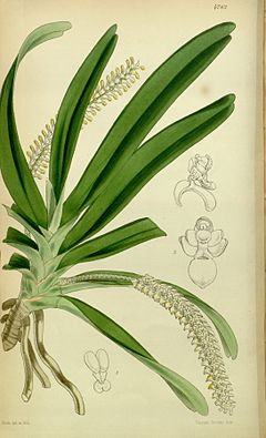 Description de l'image Listrostachys pertusa (as Angraecum pertusum) - Curtis' 80 (Ser. 3 no. 10) pl. 4782 (1854).jpg.