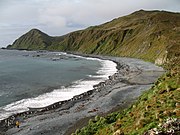 En strand på Macquarieøen