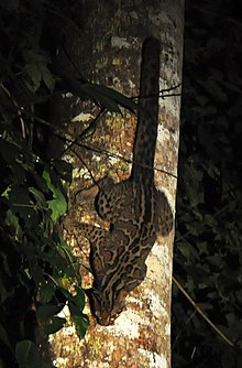 Мраморный кот borneo.jpg