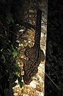 Marbled cat face-down on a tree trunk