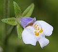 Mazus pumilus