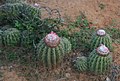 Melocactus curvispinus subsp. obtusipetalus