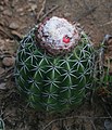 Melocactus curvispinus subsp. obtusipetalus