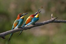 Photograph of two Merops perched on a branch, one in the act of catching an insect in flight