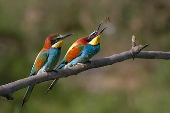 Couple de guêpiers d'Europe (Merops apiaster). Cette photographie a été élue image de l'année 2012 par les contributeurs des projets Wikimedia. (définition réelle 3 570 × 2 378)