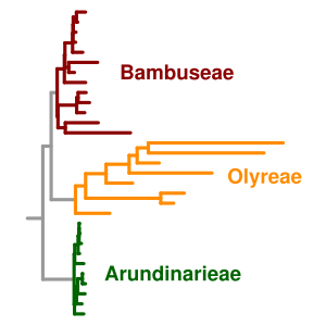 Woody bamboos (tribes Arundinarieae and Bambuseae) have long generation times and lower mutation rates, as expressed by short branches in the phylogenetic tree, than the fast-evolving herbaceous bamboos (Olyreae). Molecular evolution bamboos.svg